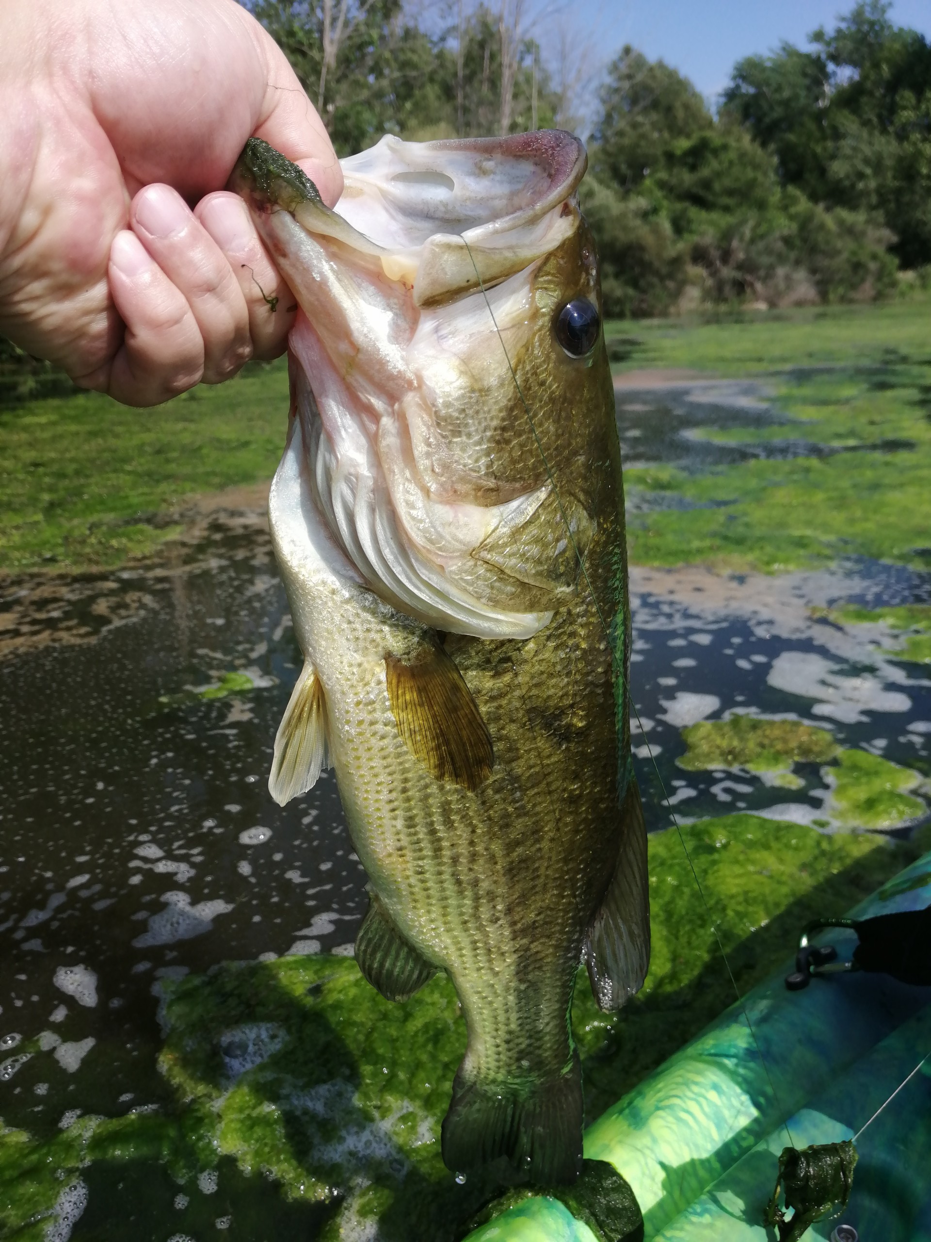 What would you throw in a pond that's full of algae / slime - Fishing  Tackle - Bass Fishing Forums