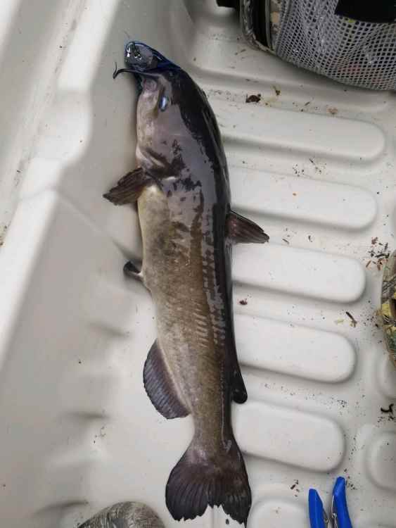 Screenshot_20210630-113750_Fishbrain.jpg