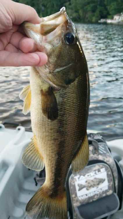 Screenshot_20210630-144829_Fishbrain.jpg