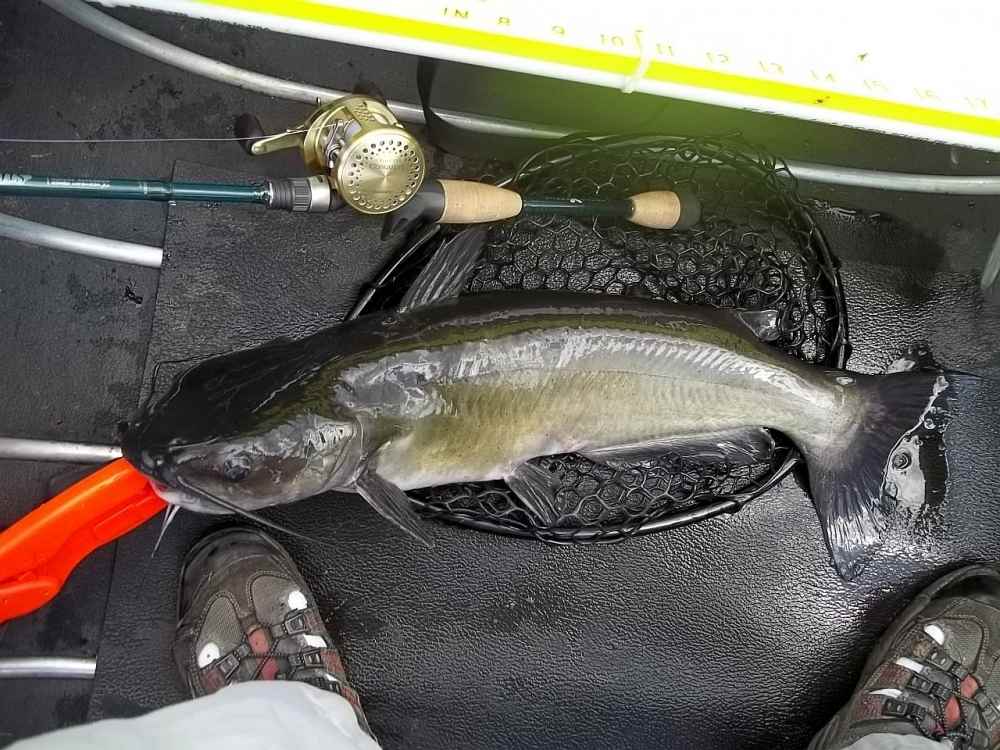 2015-07-15 26in 7.55lb channel cat Spring.JPG