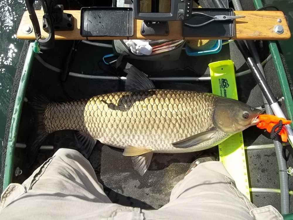 2014-10-01 43in 38.5lb grass carp Cantebury.JPG