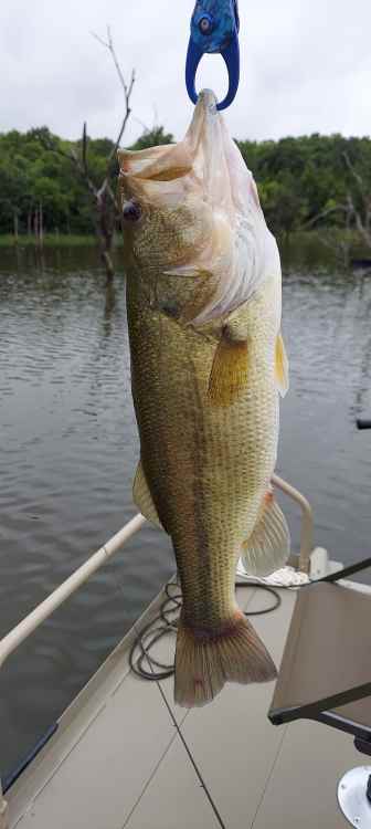 1997033134_4lb.thumb.jpg.e41db16a5fb4dfd5e1c77bb08e91d9bd.jpg