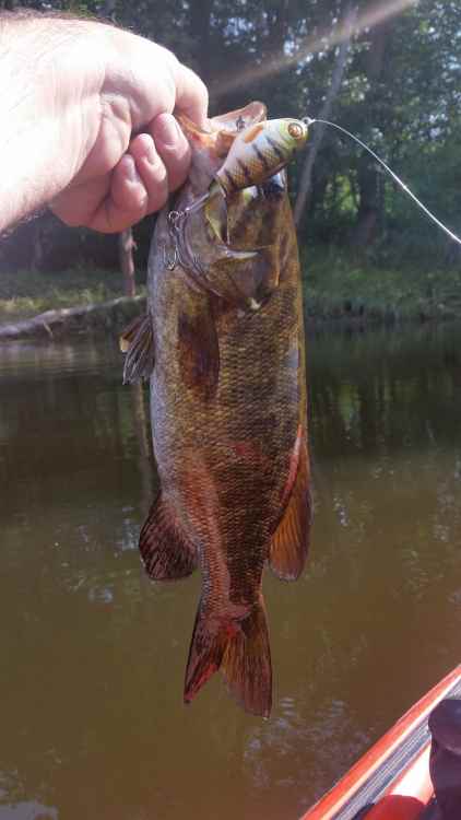 20210722_floatfish.thumb.jpg.260650328a8a730649a2c26a06c2ae5f.jpg