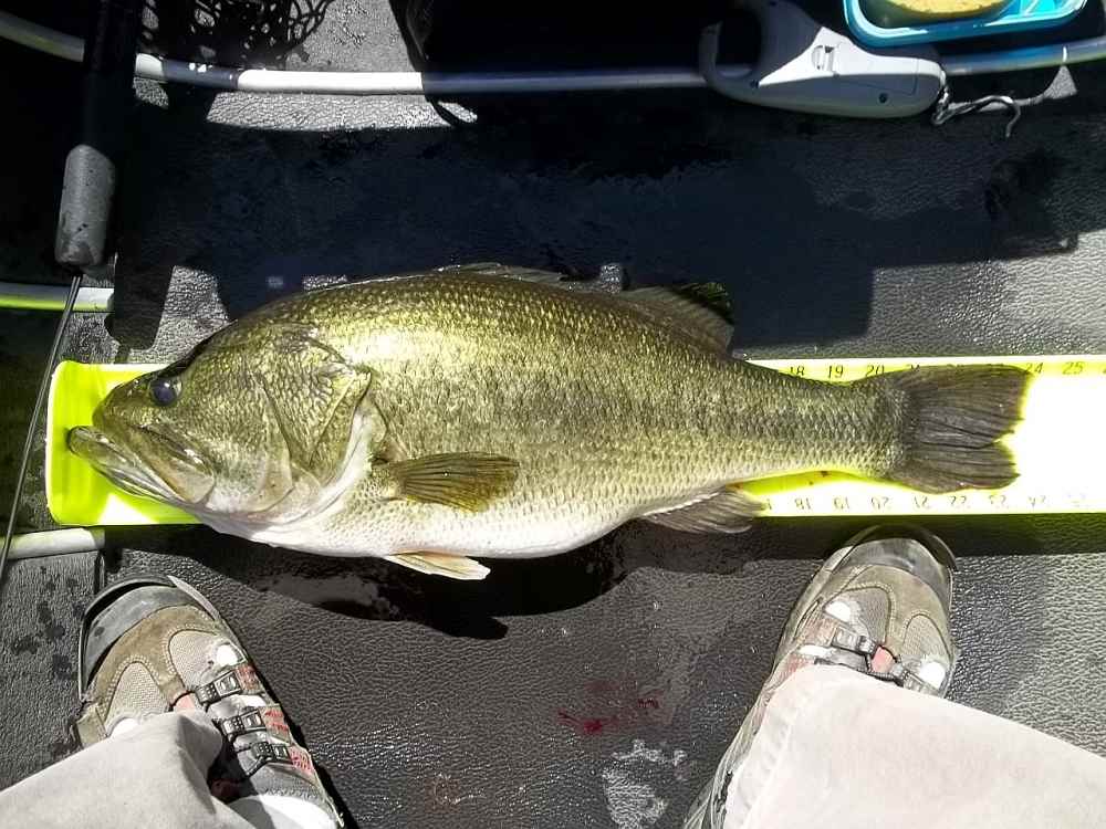 2014-08-14 24in 7.65lb LMB Spring Side2.JPG