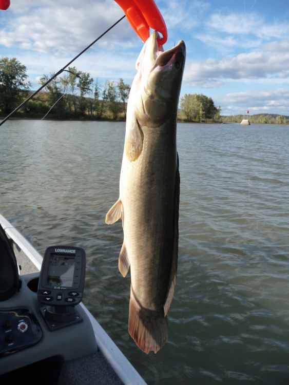 bowfin.thumb.jpg.07ebbe1b03459c8c298a2fa0817ba51b.jpg