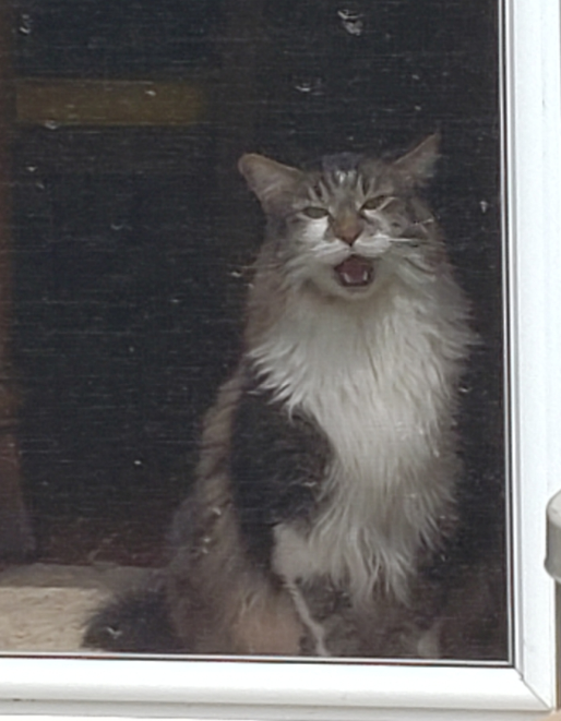 cat.PNG.df87a8ab2357a4b98e9c5ff277520c9b.PNG