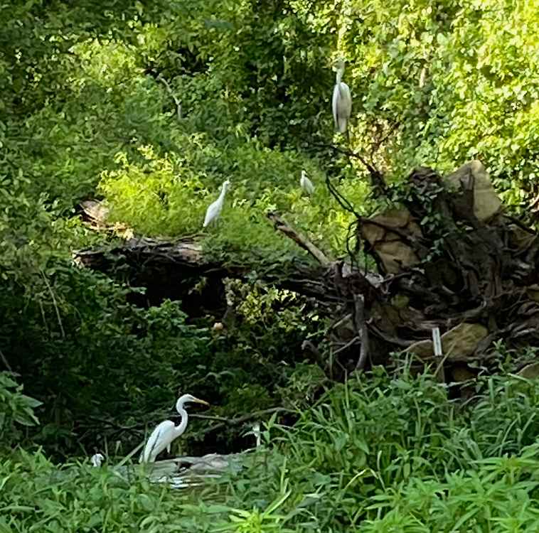 egrets-reduced.jpg