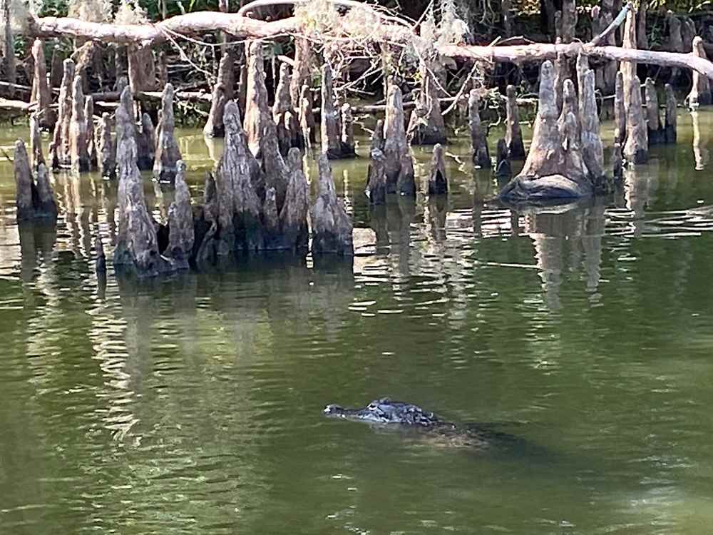 gator.jpg