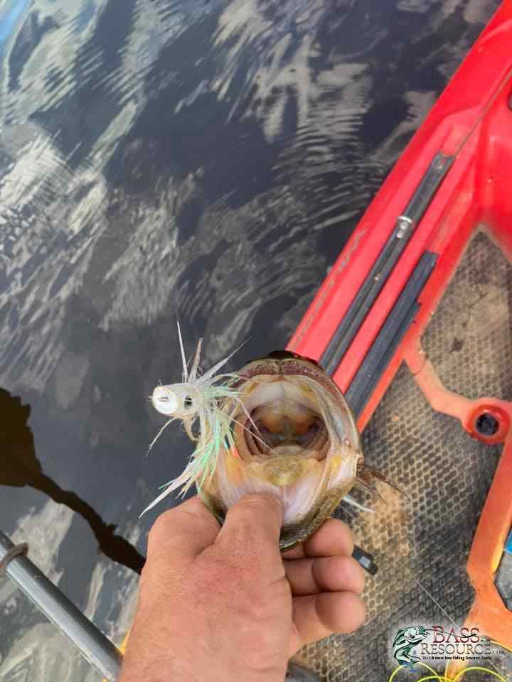 Bass on the fly
