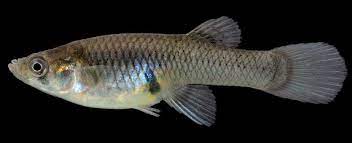 mosquitofish.jpeg.fb39bb9701e4e79d49e62d0ab2b48969.jpeg