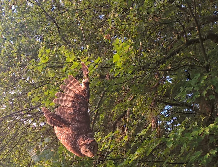 owl2.jpg.1a53b71f7cd69babaf5b87966a412a2e.jpg