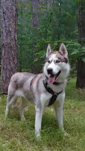 Our Latest Foster ~