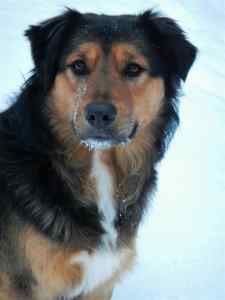 RIP Teddy ~
