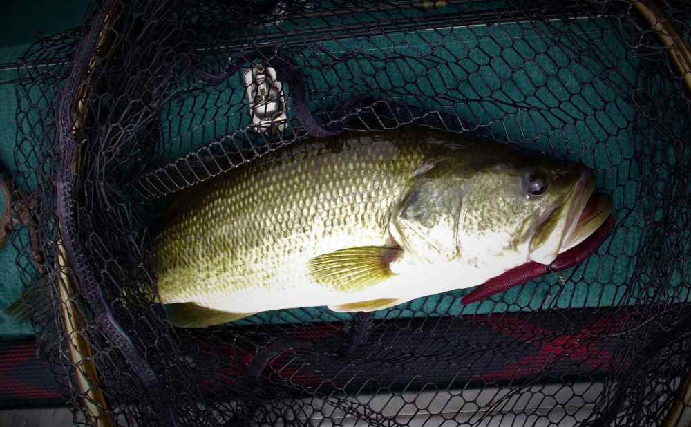 17.5 bass.JPG