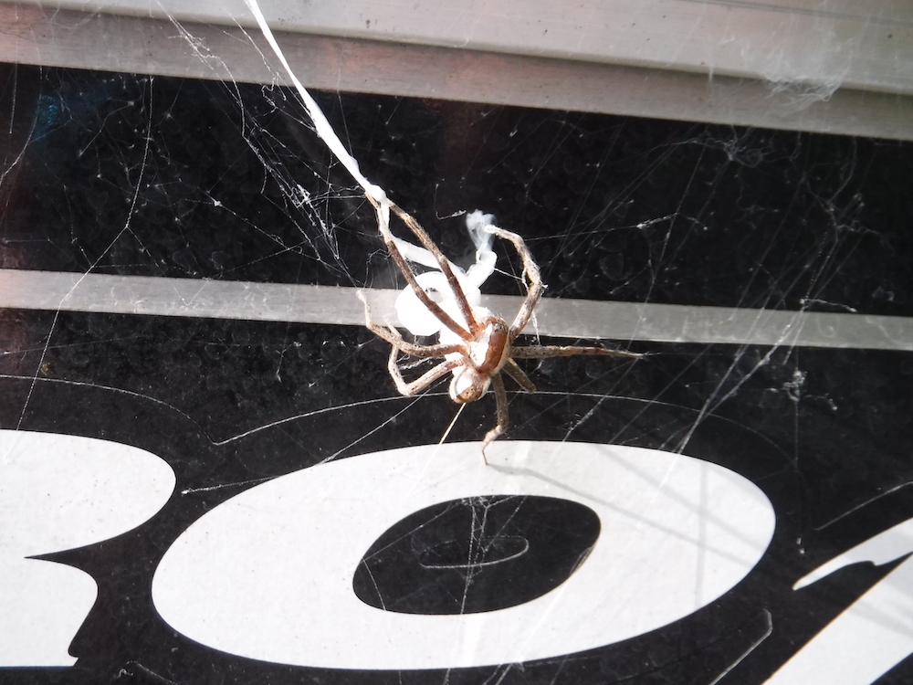 801280559_mamaspider.JPG.a17b3040b6eef785178d764650a4ade7.JPG
