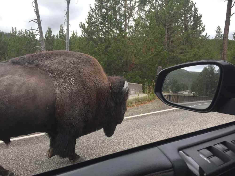 Bison.jpg