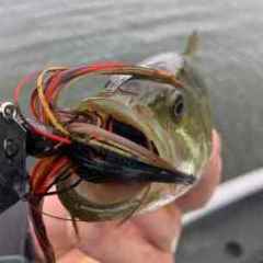 Spinner/chatter/crank bait rod - Fishing Rods, Reels, Line, and Knots -  Bass Fishing Forums