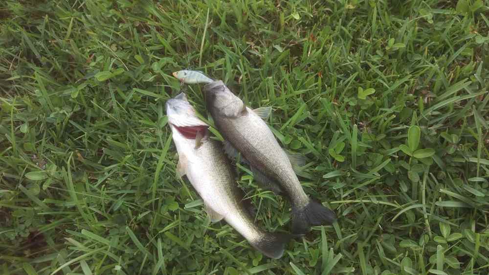 double.jpg