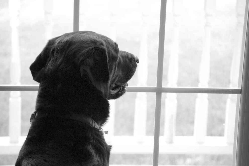 labrador-retriever-2418176.jpg