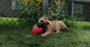 Tank and his Ball