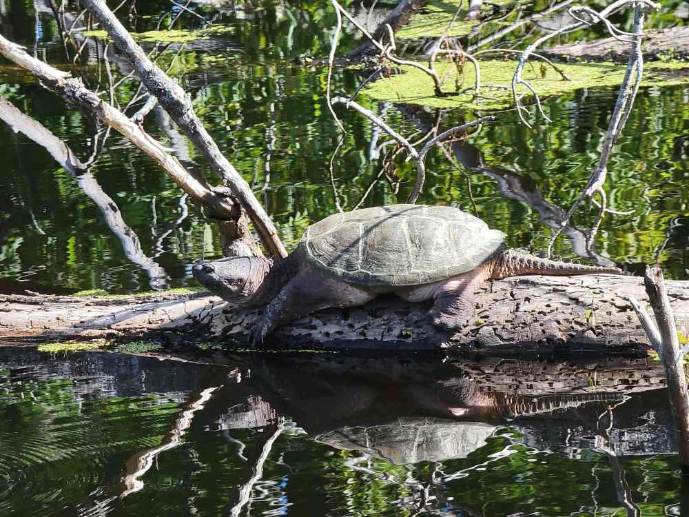 Snapping Turtle.jpg