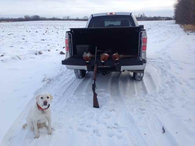 401447758_winterroosters.jpg.a9eaba19b7f25c1354ba501357fbfe1c.jpg
