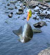 image.png.4a95dee7a183c8fe82a1e4ab44099d07.png