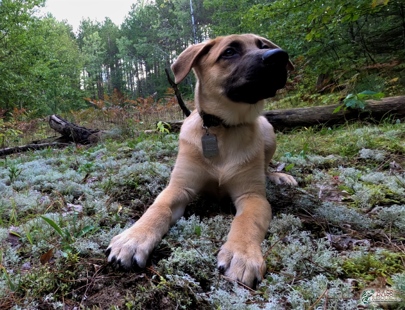 Tank's filling out a bit