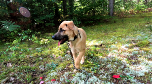 Tank at 13 weeks ~