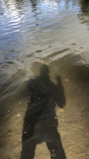 34845484-D733-4CEA-B6B0-7A7C0A57C7B2.png.961234c466bebcfbed65e3402be0e2a1.png