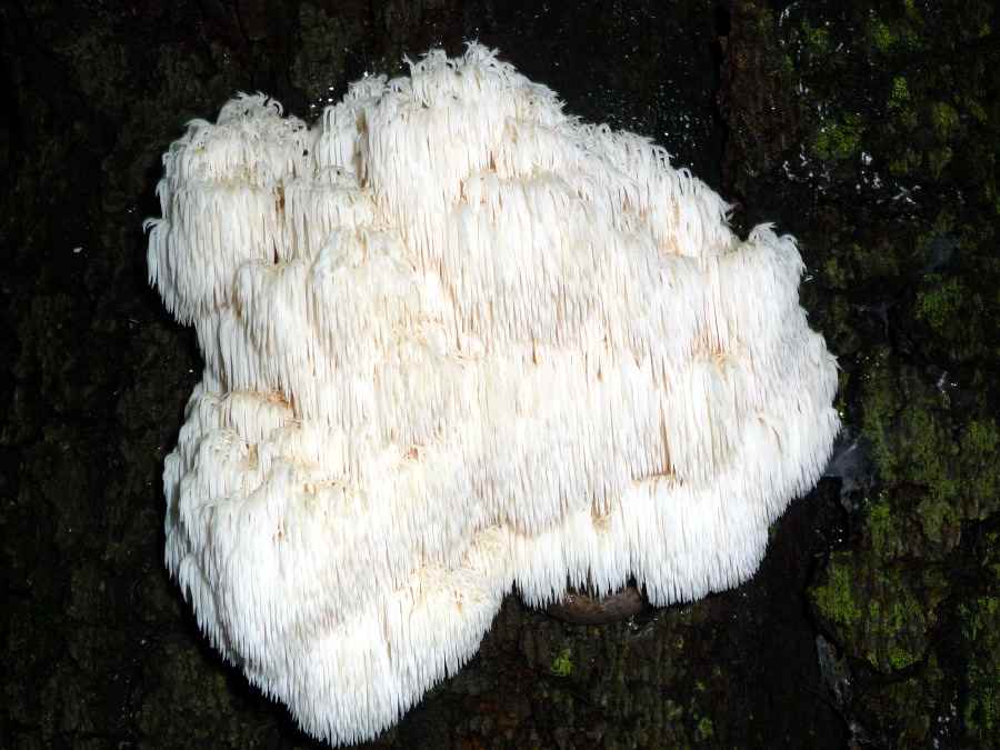 982222672_Mysteryfungusa.jpg.fc8efa6e4e0f3ee88db4d70b43abf04d.jpg