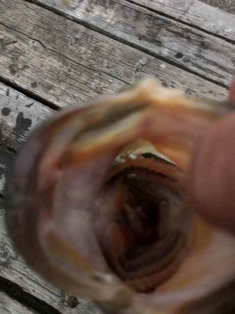 D2D6FEDF-CAA0-4538-9E5F-469CA087828E.jpeg.89d04a78cdde51416b1a529a5056e7a2.jpeg