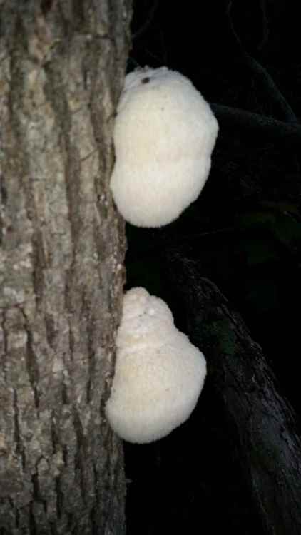 Resized_20150605_200347_48041807472765.thumb.jpeg.8734a2897180dac42f1154111cc612af.jpeg