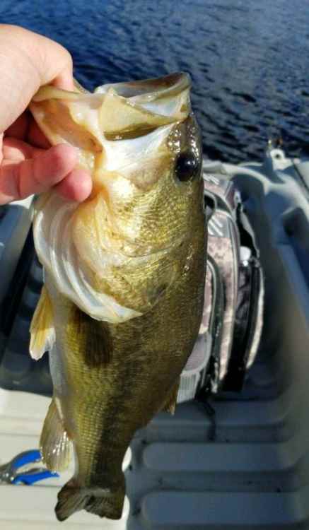 Screenshot_20211004-143738_Fishbrain.jpg