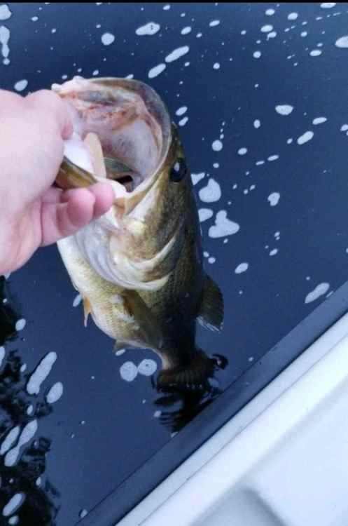 Screenshot_20211004-143841_Fishbrain.jpg