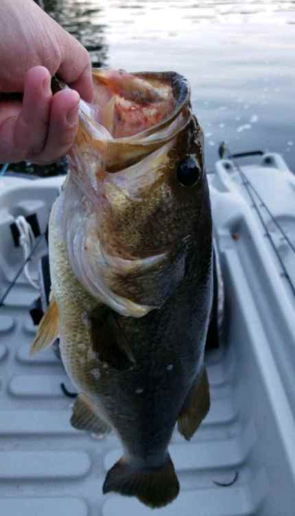Screenshot_20211004-143856_Fishbrain.jpg