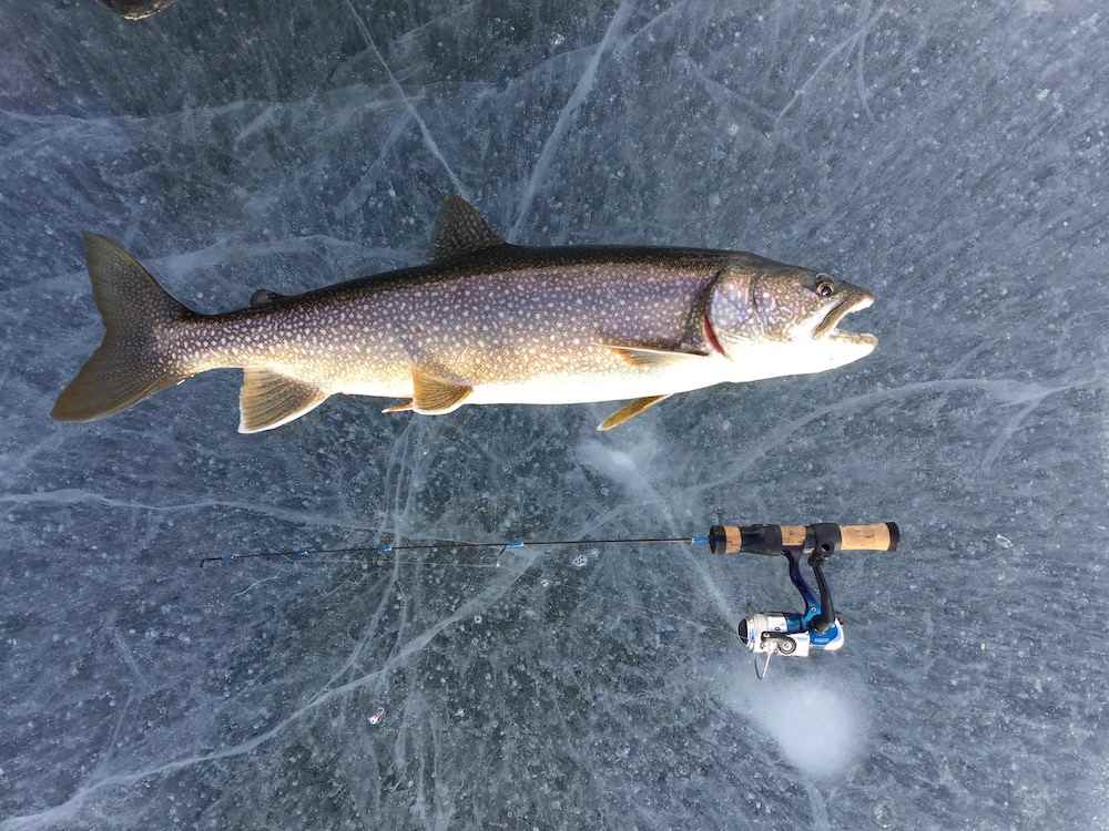 407198193_laketroutcopy.jpg.8ad84d68ae88895b5c1f1ad6e7b2256f.jpg