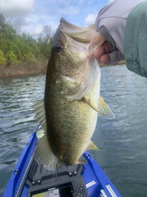 CCE618B4-5EED-49CF-93E1-1AC23D995DEE.thumb.jpeg.8f8549770bf3f3484708b4b4448b57ab.jpeg