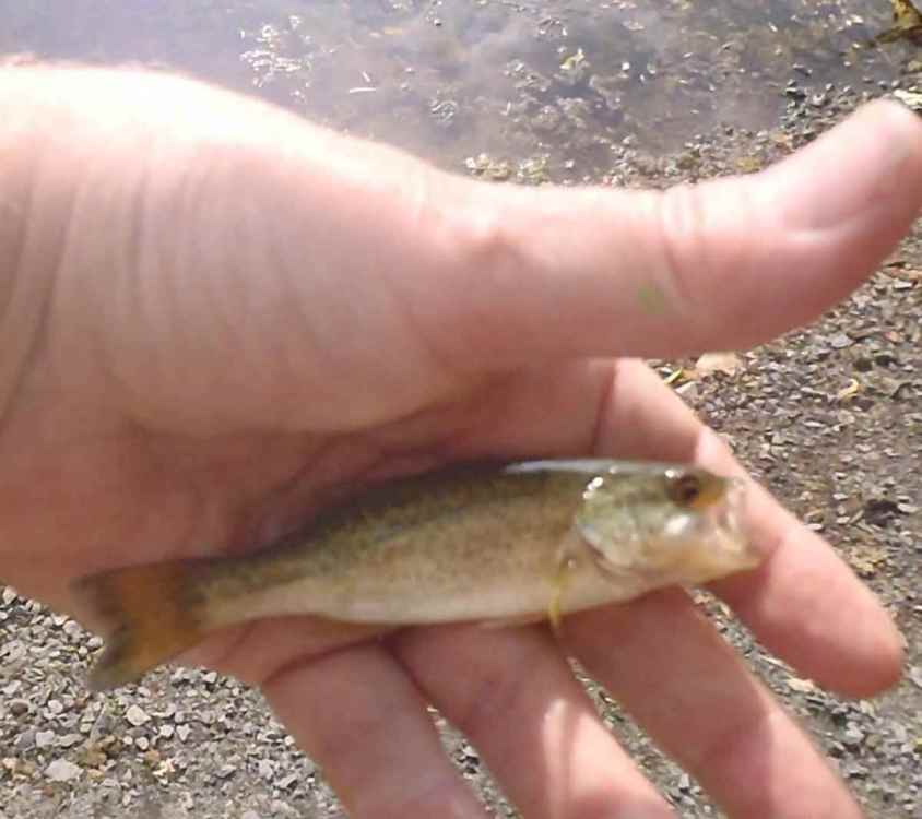 Micro-bass.thumb.jpg.70c2330627cd1ba3d667da88b7a15af2.jpg