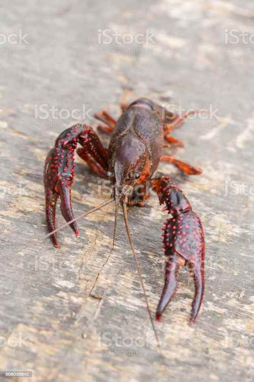 istockphoto-908036642-1024x1024.jpg