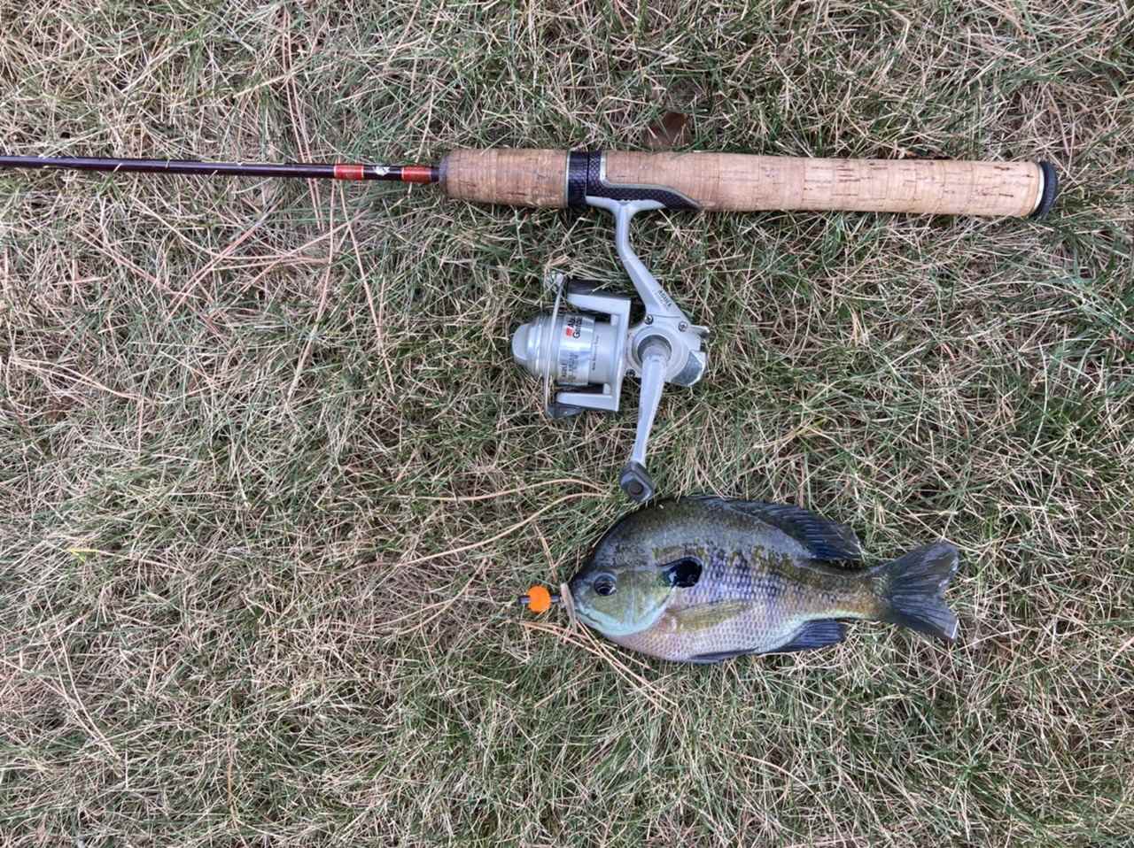 Ultralight rods - Other Fish Species - Bass Fishing Forums