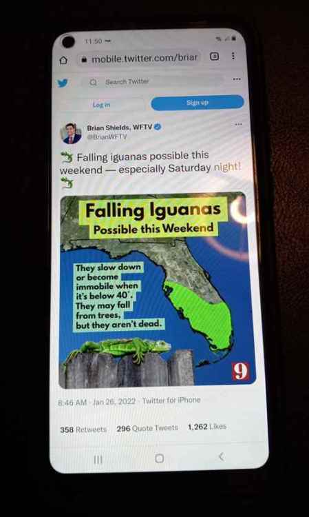 FallingIguanas.jpg