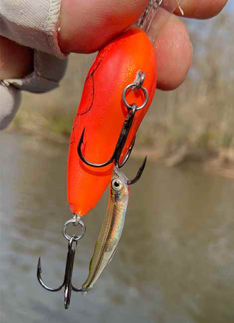 IMG_1893.jpg.5a525ce2bb390f840c3b59f015647af7.jpg