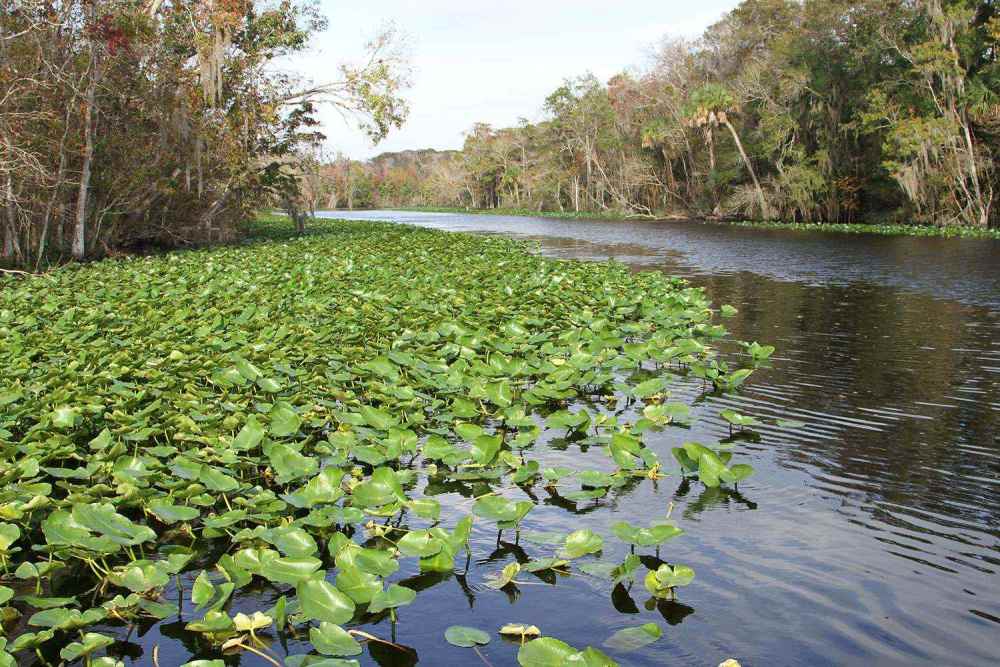 pads-spatterdock.thumb.jpg.5d443c5f95c1764991d28ff6447b8d06.jpg