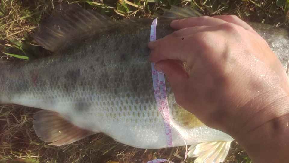 1086145009_10-9girth.jpg.7c5e39cc87fc0aae0be34c6f0575faff.jpg