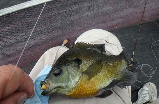 2119191146_P9260448(2).JPG.6af54d41931010d11670e58beeff0b82.JPG