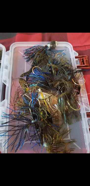 Screenshot_20220312-145740_Gallery.jpg