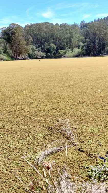 anza_azolla_evensmaller.jpg