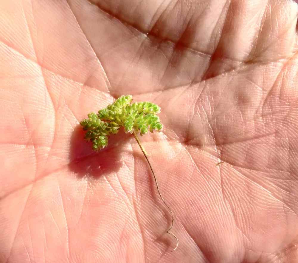anzaalgae.jpg