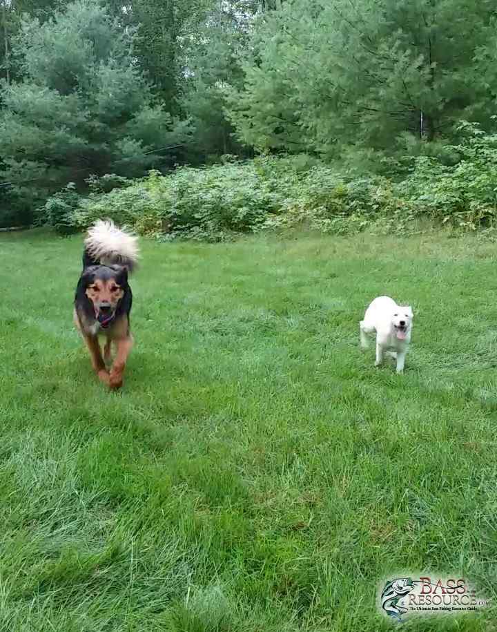 Pups Love it